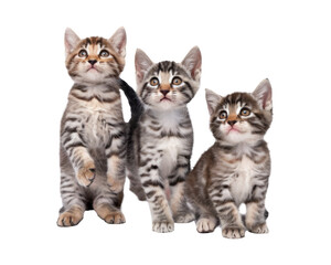 High-Quality PNG Three Curious Tabby Kittens Together Isolated on White Background &ndash; High Resolution