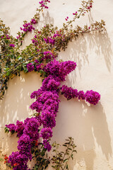 view of a purple flower vine growing on the outside wall of a villa under the sunlight in summer