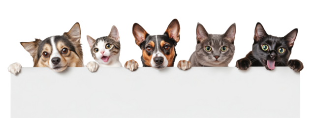 High-Quality PNG Cats and Dogs Peeking Over White Web Banner Isolated on White Background – High Resolution