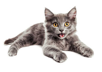 Fototapeta premium High-Quality PNG Happy Kitten Laying Looking at Camera Isolated on White Background – High Resolution