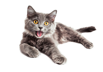 High-Quality PNG Happy Kitten Laying Looking at Camera Isolated on White Background &ndash; High Resolution