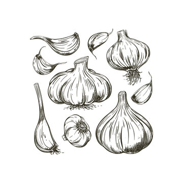 Set of garlic engraving design vector template