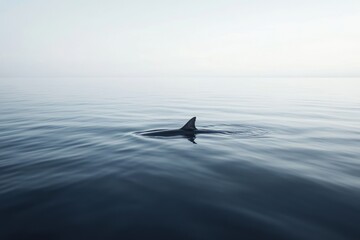 Fototapeta premium A solitary dolphin fin emerges from calm ocean waters