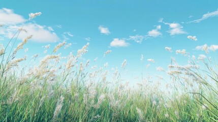 Fototapeta premium White Grass Blows Gently in the Breeze Under a Blue Sky with Fluffy Clouds. Summer Meadow.
