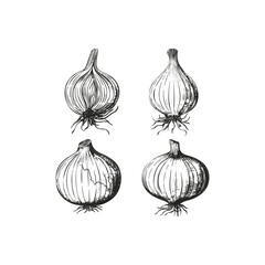 Onion engraving design vector design template