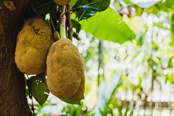 Ripe jackfruits growing on a tree in a lush tropical environment