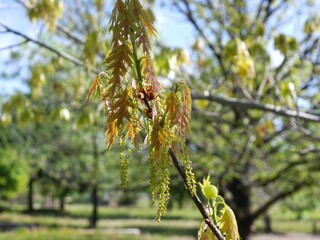 Closeup of northern red oak flowers in early spring