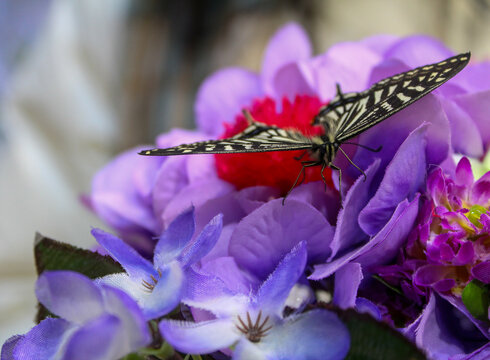 Closeup of butterfly resting on top os a purple flower