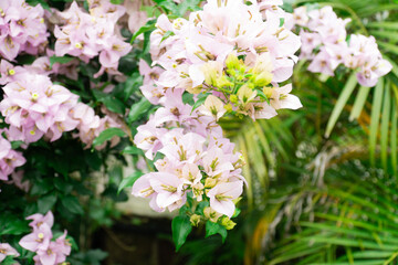 White Bougainvillea spectabilis flower in park photography