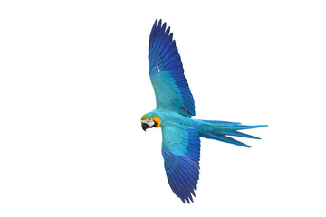 Colorful flying Blue and Gold Macaw parrot isolated on transparent background png file