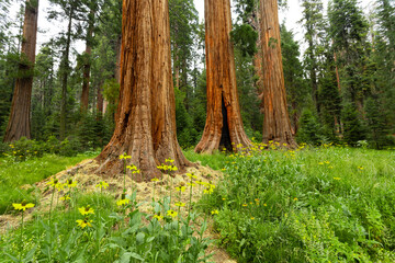 Towering sequoia trees cast a warm glow on the road at sunset, inviting visitors to explore the beauty of the national park.
