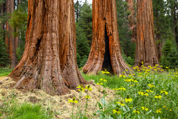 Towering sequoia trees cast a warm glow on the road at sunset, inviting visitors to explore the beauty of the national park.