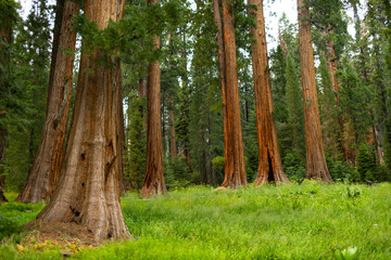 Towering sequoia trees cast a warm glow on the road at sunset, inviting visitors to explore the beauty of the national park.