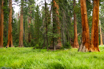 Towering sequoia trees cast a warm glow on the road at sunset, inviting visitors to explore the beauty of the national park.
