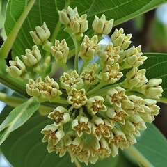 Colorful flowers, Lilac trees in lilac garden, Blooming lilac trees in the Lilacs garden.
