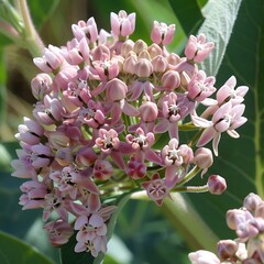 Colorful flowers, Lilac trees in lilac garden, Blooming lilac trees in the Lilacs garden.
