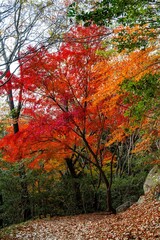 高崎山の紅葉