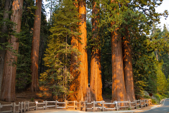 
Visitors drive through a massiVisitors drive through a massive sequoia tree, creating a rve sequoia tree, creating a remarkable natural landmark set among towering forest trees under bright sunlight.