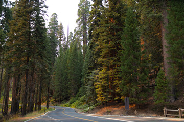 Fototapeta premium Visitors drive through a massive sequoia tree, creating a remarkable natural landmark set among towering forest trees under bright sunlight.