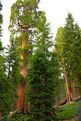 Visitors drive through a massive sequoia tree, creating a remarkable natural landmark set among towering forest trees under bright sunlight.