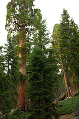 Obraz premium Visitors drive through a massive sequoia tree, creating a remarkable natural landmark set among towering forest trees under bright sunlight.