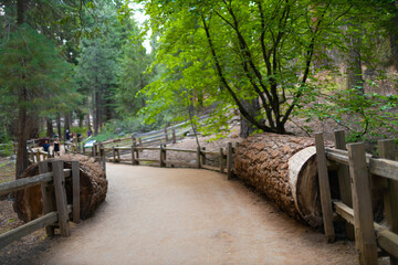 Fototapeta premium Visitors drive through a massive sequoia tree, creating a remarkable natural landmark set among towering forest trees under bright sunlight.