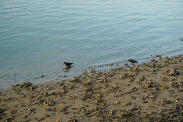 Two birds are looking for food around the pier.