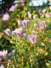 Obraz premium Beautiful Cicerbita plumieri flowers in the garden.