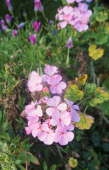 Beautiful Pelargonium hybridum flowers in the garden.