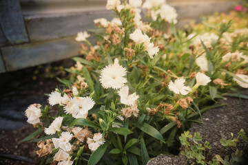 Beautiful Dianthus white flowers in the garden.