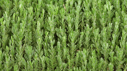 A vibrant patch of green foliage densely packed, showcasing the lush and healthy growth of plants in a natural setting.