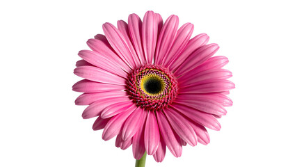 A single pink gerbera daisy with vibrant petals, isolated on white