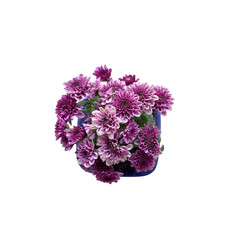 purplre chrysanthemum flower  bouquet with green leaf in pot ,white background,background space,top view