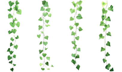 High-Quality PNG of Green leaves of Vine plant ivy (Coccinia grandis) Isolated on White Background – High Resolution