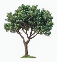 Lush green tree isolated on white background.