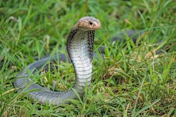 Fototapeta premium Naja sputatrix defensive positionon on the green grass