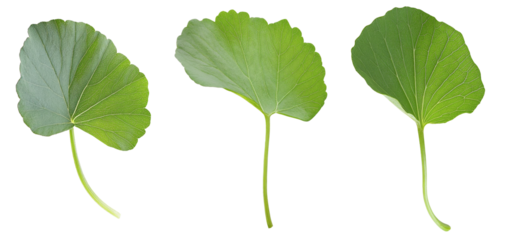 High-Quality PNG Centella asiatica on transparent Isolated on White Background – High Resolution