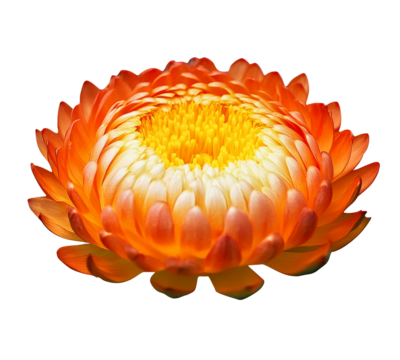 High-Quality PNG of orange everlasting daisy (Bracteantha bracteata) flower Isolated on White Background – High Resolution