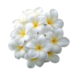 Naklejka premium High-Quality PNG of Tropical flowers frangipani (plumeria) on transparent png Isolated on White Background – High Resolution