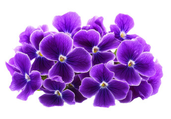 Fototapeta premium High-Quality PNG of Purple flowers on transparent png Isolated on White Background – High Resolution