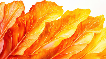 Fototapeta premium A fiery gradient orange cabbage with a matte finish, the veins of the leaves softly highlighted in bright yellow hues, creating a surreal, clean separation from the pure white background. Ultra-detail