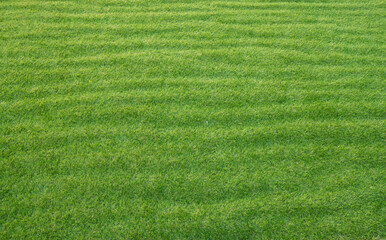 green grass background, beautiful colors