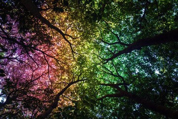 Obraz premium Colorful Canopy of Trees with Vibrant Leaves and Play of Natural Light in Forest