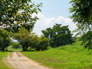 緑に覆われた河川敷の景色