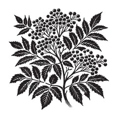 Elderberry Silhouette Vector Illustration, Solid White Background.