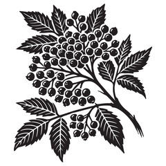 Elderberry Silhouette Vector Illustration, Solid White Background.