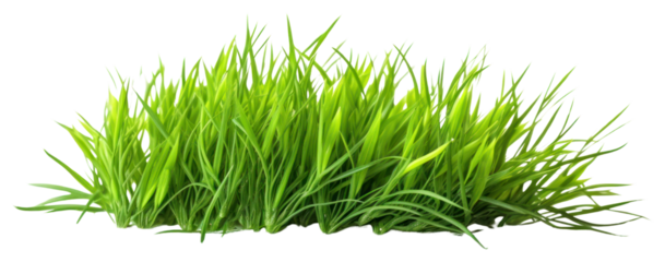 PNG Fresh green grass lawn flower plant white background tranquility.