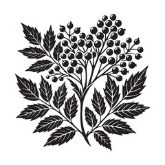 Elderberry Silhouette Vector Illustration, Solid White Background.
