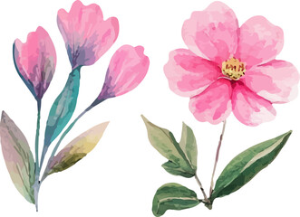 pink flowers isolated on white