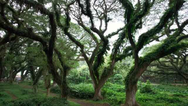 Flying through the green lush jungle forest. Mystical forest trail with towering trees creating an enchanting and magical atmosphere. East Java, De Djawatan Forest